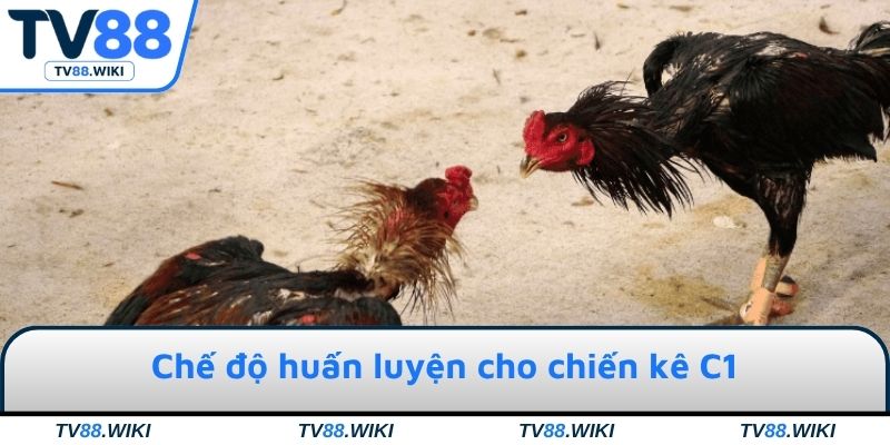 Chế độ huấn luyện cho chiến kê C1