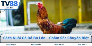 Cách Nuôi Gà Đá Bo Lớn Ở TV88 - Chăm Sóc Chuyên Biệt