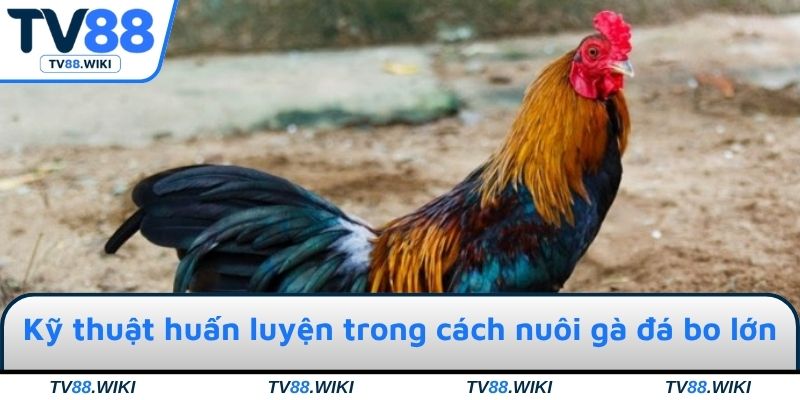 Kỹ thuật huấn luyện chiến kê đá bo lớn