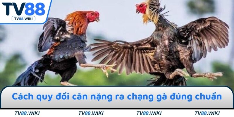 Cách quy đổi cân nặng ra chạng gà đúng chuẩn