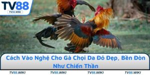 Cách Vào Nghệ Cho Gà Chọi Da Đỏ Đẹp, Bền Đòn Như Chiến Thần