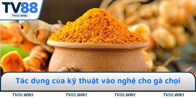 Tác dụng của kỹ thuật vào nghệ cho gà chọi